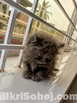 Pure Persian Ash Female kitten